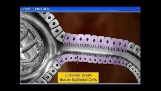 CBSE Class 11 Biology  Urine Formation  By Shiksha House [upl. by Wichman]