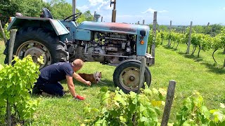 Rescue of Abandoned Pit Bull Enters Vineyard to Ask Man for Help [upl. by Anaul]