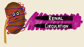 Renal Circulation  Renal Blood Flow  Renal Autoregulation  Renal Physiology [upl. by Loydie]