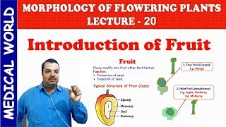 FRUIT NAMES  MORPHOLOGY OF FLOWERING PLANTS  LECTURE 20 [upl. by Briano]