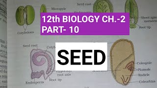 Class 12 biology chapter2 Part10  Seed  Study with farru [upl. by Heppman]