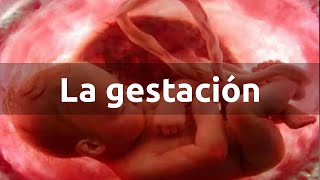 La gestación del ser humano  Etapas del embarazo [upl. by Wartow]