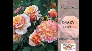 🌹 Crazy Love Rose  Kordes Romantic Rose from Palatine Roses  La Villa Cotta  KORbamflu [upl. by Hasseman]