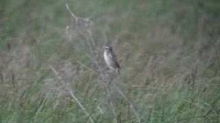 Aquatic Warbler  Acrocephalus paludicola [upl. by Pirbhai352]