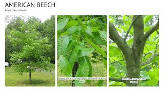 Tree Identification at Riverview Park [upl. by Betteann]