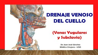 🥇 DRENAJE VENOSO DEL CUELLO  Venas Yugular Interna Externa Subclavia Fácil y Sencilla [upl. by Leveroni133]