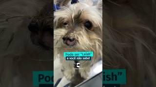 agostoverdeclaro leishmaniose calazar pets cães yt medvet veterinário shorts youtubeshorts [upl. by Hedve]