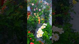 Terrace garden rose plants  8 month old rose plants  Rosegardening beautiful plants [upl. by Beberg]