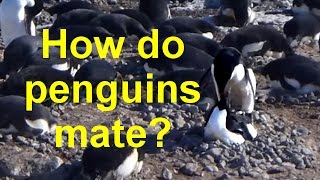 How Do Penguins Mate [upl. by Cello369]