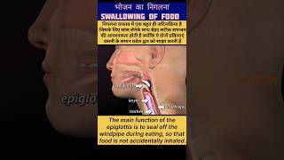 swallowing process animationswallowing epiglottisखाना कैसे निगलते है shorts viral trending how [upl. by Oos329]