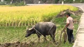 Plowing a rice field traditionally with a Chinese cow [upl. by Chastain]