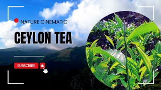 Ceylon Tea with Beauty Vibes [upl. by Thurlow]