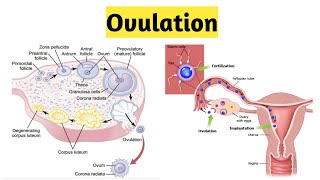 Ovulation in Hindi Easy flow chart [upl. by Lehcir]