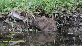 Rata de agua Arvicola sapidus [upl. by Adihaj]