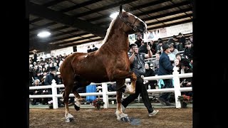 Lot 351 Selling at Gordyville MidAmerica Draft Horse Sale 18000 Spring 2022 [upl. by Kappel]