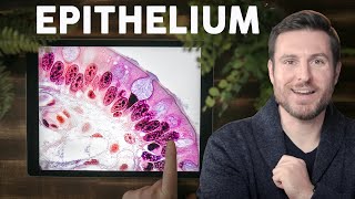 Epithelial Tissue Histology Explained for Beginners  Corporis [upl. by O'Brien456]