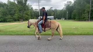 Haflinger Gelding [upl. by Bernadina]