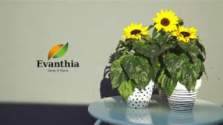 Evanthia  Helianthus Sunsation® [upl. by Suixela]