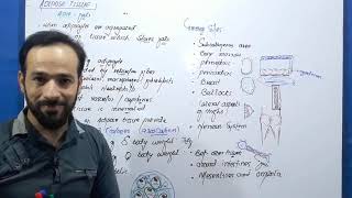 Adipose Tissue  Types of Adipose Tissue  Connective tissues  Part1 [upl. by Mccreery578]