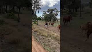 The brumbies gallop through the paddock pure energy and spirit in every stride 🐎🌿 [upl. by Sykleb432]