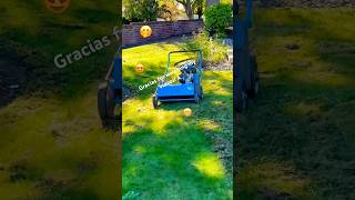 Mowing the lawn with the thatching machine 🤭 [upl. by Eseela]