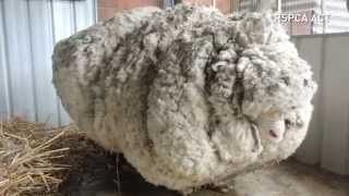 Overgrown sheeps life is saved after 40kg of wool is removed [upl. by Ysteb]