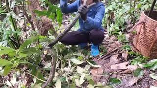 The younger sister went to pick medicinal plants in the forest and had a fateful attack Lý Nguyên 00 [upl. by Seuqram]