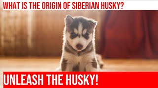 Siberian Huskies Discovering Their Fascinating History [upl. by Claud824]