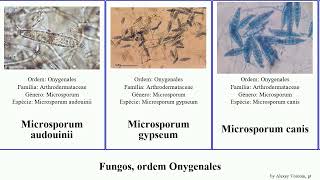 Fungos ordem Onygenales apis fungus canis chartarum Microsporum Ascosphaera Trichophyton Jesse [upl. by Schrick]