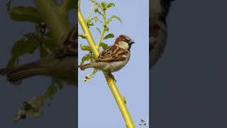 LE quotCHANTquot DU MOINEAU DOMESTIQUE  HOUSE SPARROW SINGING [upl. by Philippine]