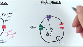 A2 Biology  Control of insulin secretion OCR A Chapter 143 [upl. by Fornof685]