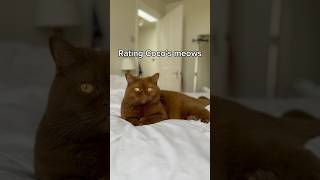 She’s a noisy girl 🐻 britishshorthair browncat catvideos [upl. by Einnor]