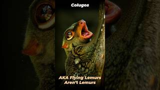 Amazing Facts About Flying Lemurs  The Colugo ytshorts shortvideo shorts [upl. by Ellerey469]