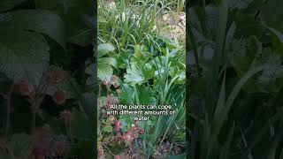 The WaterAid Garden at The RHS Chelsea Flower Show [upl. by Maxy]