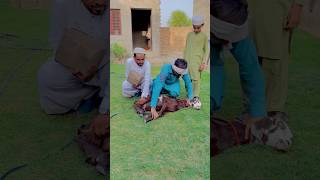 Kurbani ka Gosht ytshort emotional eidmubarak dgkhan umaroontwala jampur dubai pakistan [upl. by Htebasile]