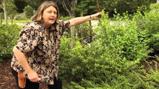 How to Prune Ilex crenata  Instructional Video w Plant Amnesty [upl. by Gargan]