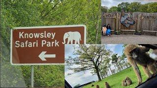 Knowsley Safari Park EnglandMonkey Attack on car [upl. by Erreip]