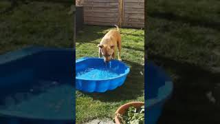 Wasserspiele eröffnet🥰😎 animals doglife hund pitbull doglover puppy nature love staffy [upl. by Gnik]