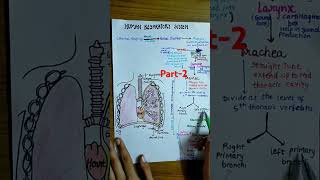 HUMAN RESPIRATORY SYSTEM PART2 breathingandexchangeofgasesclass11biologyneet2025cbseshortsbio [upl. by Nebra]