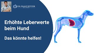 Erhöhte Leberwerte beim Hund ALT AST GLDH  das könnte helfen [upl. by Yrrem]