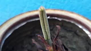 circinate vernation in Cycas leaflets [upl. by Arat]