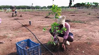 FARM LAND SALE AT ACHARAPAKKAM [upl. by Cogen]