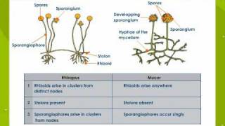 Bacteria and Fungi [upl. by Rendrag242]