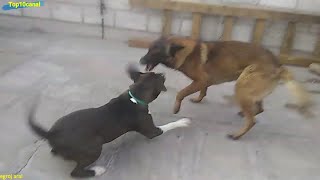 Esto pasó cuando un Pastor belga desafío a ún gran Pitbull terrier [upl. by Shaylah28]