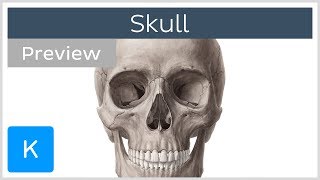 Skull anterior and lateral views preview  Human Anatomy  Kenhub [upl. by Orford939]