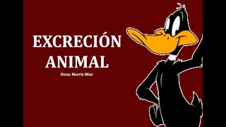 Excreción Animal [upl. by Nuahsyd]