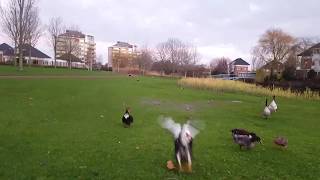 Muscovy ducks flying [upl. by Lanos879]