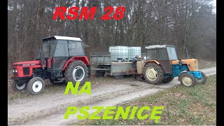 RSM na pszenicę Ursus 330 i Zetor 5211 w akcji [upl. by Medardas]