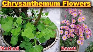 How To Grow Chrysanthemum from seeds Step by Step  Easy way to germinate Chrysanthemum [upl. by Nitas]