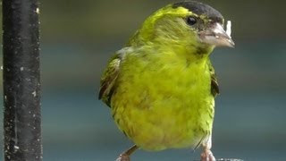 Siskin Bird  Flock of Siskins in My Garden  Wildlife in Cornwall  Scatiu Cajzla [upl. by Hnil452]